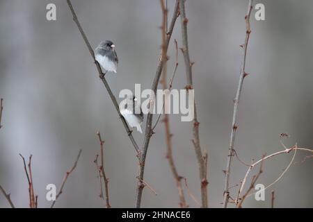 Zwei dunkeläugige juncos saßen zusammen auf einem Ast Stockfoto