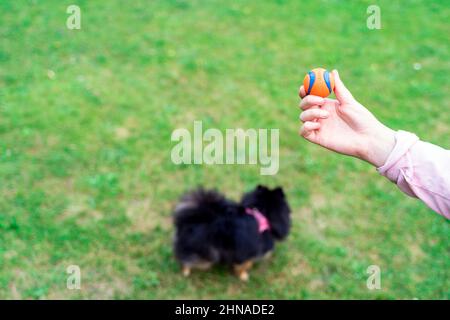 Junge Frau mit Kugelspielzeug, die draußen im Park mit dem Hund Spitz Pommeranian spielt Stockfoto