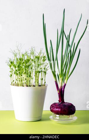 Gekeimt Zwiebel und grüne Erbsensprossen in Blumentopf. Stockfoto