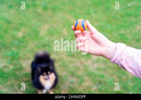 Junge Frau mit Kugelspielzeug, die draußen im Park mit dem Hund Spitz Pommeranian spielt Stockfoto