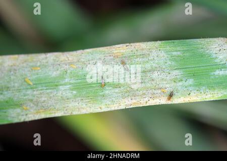 Thripse und Mehltau auf einem Getreideblatt. Stockfoto