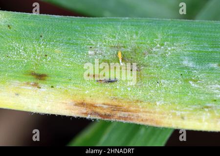 Thripse und Mehltau auf einem Getreideblatt. Stockfoto