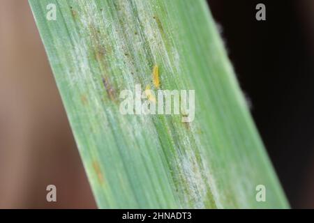 Thripse und Mehltau auf einem Getreideblatt. Stockfoto
