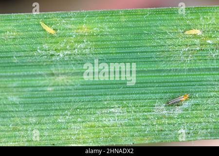 Thripse und Mehltau auf einem Getreideblatt. Stockfoto