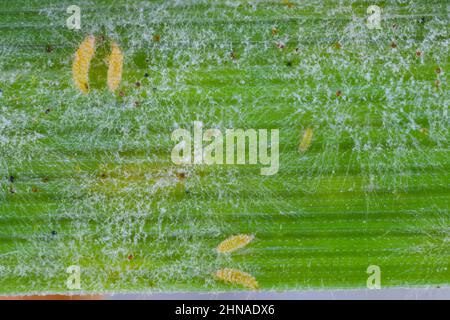 Thripse und Mehltau auf einem Getreideblatt. Stockfoto