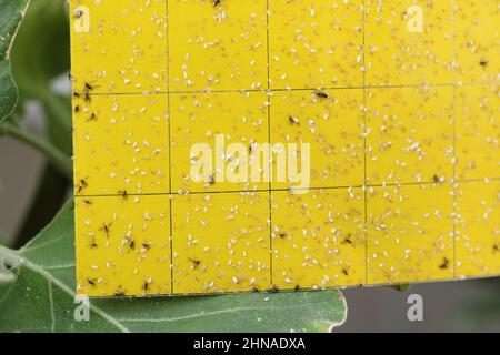 Dunkelflügelige Pilzmücken und weiße Fliegen stecken auf einer gelben klebrigen Falle fest. Weißfische gefangen und Sciaridae fliegen klebrig in einer Falle. Stockfoto