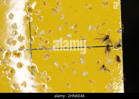 Dunkelflügelige Pilzmücken und weiße Fliegen stecken auf einer gelben klebrigen Falle fest. Weißfische gefangen und Sciaridae fliegen klebrig in einer Falle. Stockfoto