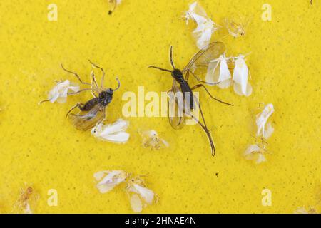 Dunkelflügelige Pilzmücken und weiße Fliegen stecken auf einer gelben klebrigen Falle fest. Weißfische gefangen und Sciaridae fliegen klebrig in einer Falle. Stockfoto