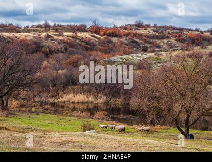 Schafe unter dem Baum in der herbstlichen Landschaft in der ukrainischen Prärie Stockfoto