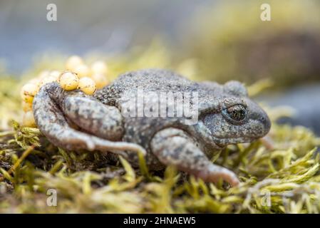 Gewöhnliche Hebammenkröte (Alytes Geburtshelfer), Männchen mit Eiern. Stockfoto