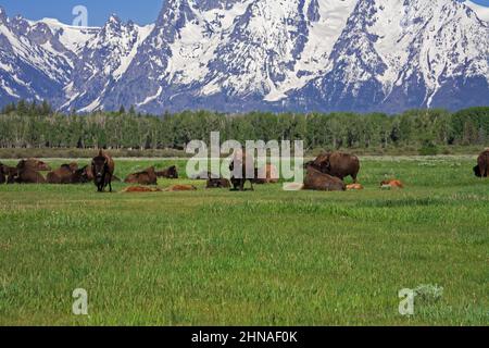 Bisonherde stehen Wache, um ihre Kälber in den Grand Teton Mountains, Wyoming Wy, USA, zu schützen Stockfoto