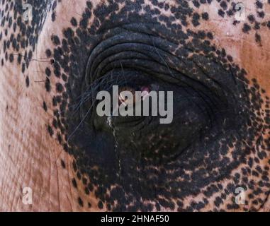 Colombo, Sri Lanka. 15th. Februar 2022. Das Auge eines Elefanten in einem öffentlichen Park vor dem NaWaM Maha Perahera in Colombo, Sri Lanka. Die NaWaM Maha Perahera findet am 15. Und 16. Februar im Gangarama Viharaya in Colombo statt. (Bild: © Pradeep Dambarage/ZUMA Press Wire) Stockfoto