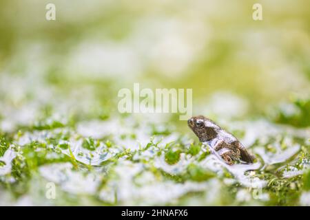 Gewöhnlicher Frosch (Rana temporaria), auch bekannt als europäischer gewöhnlicher Frosch, europäischer gewöhnlicher brauner Frosch, jung mit Schwanz, der aus dem Wasser kommt. Stockfoto