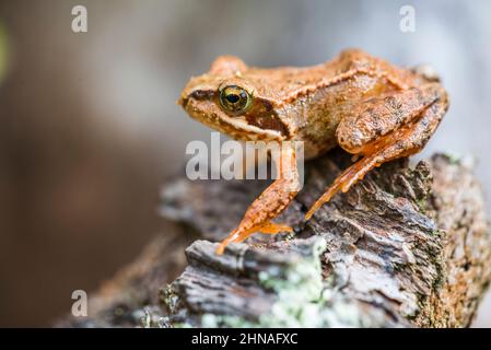 Gewöhnlicher Frosch (Rana temporaria), auch bekannt als europäischer gewöhnlicher Frosch, europäischer gewöhnlicher brauner Frosch, europäischer Grasfrosch, europäischer Holarktischer wahrer Frosch. Stockfoto