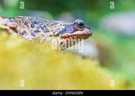 Gewöhnlicher Frosch (Rana temporaria), auch bekannt als europäischer gewöhnlicher Frosch, europäischer gewöhnlicher brauner Frosch, europäischer Grasfrosch, europäischer Holarktischer wahrer Frosch. Stockfoto