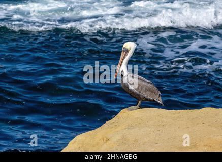 Ein California Brown Pelican steht an einem sonnigen Tag am Rand einer Klippe mit einem tiefblauen Meer und bremsenden Wellen im Hintergrund. Stockfoto