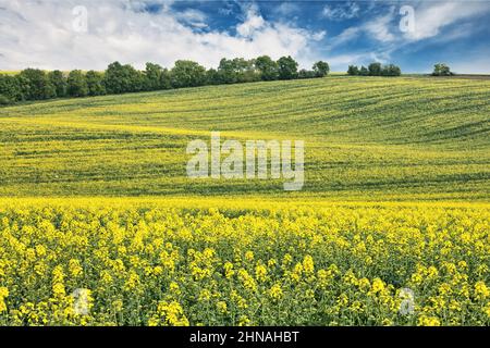 Feld auf Raps an einem sonnigen Frühlingstag. Südmähren, Tschechische republik. Stockfoto