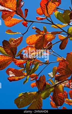 Tropische Mandelblätter im Herbst (Terminalia catappa) Stockfoto