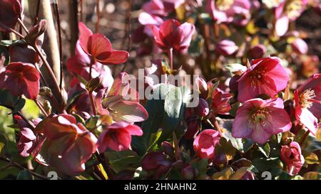 Hellebore Gartenpflanzen Eis und Rosen ' Rosado' / Helleborus x glandorfensis Stockfoto