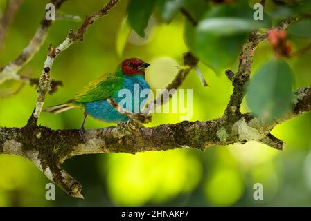 Bay Headed Tanager in einer wunderschönen Umgebung Stockfoto