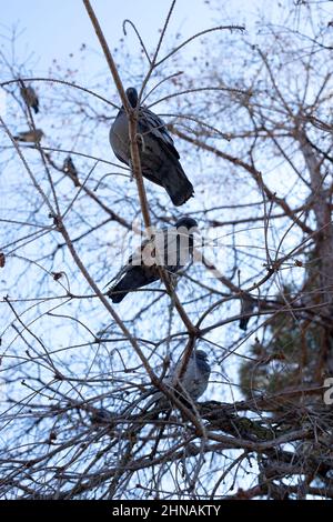 Tauben, die in der Dämmerung auf einem Baum montiert wurden Stockfoto