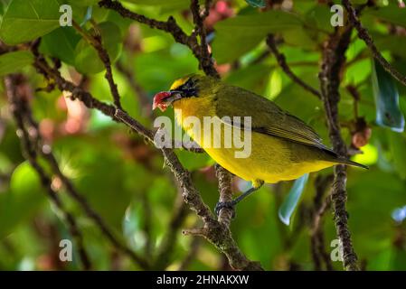 Kleine tropische Vögel füttern einen strampler Feigenbaum Stockfoto