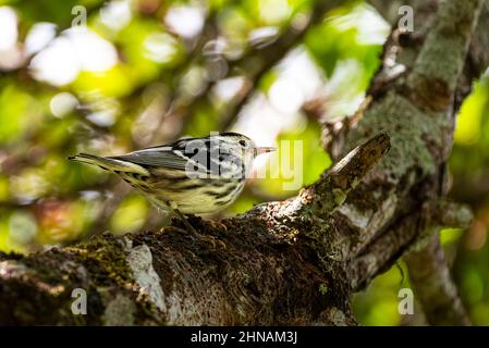 Kleine tropische Vögel füttern einen strampler Feigenbaum Stockfoto