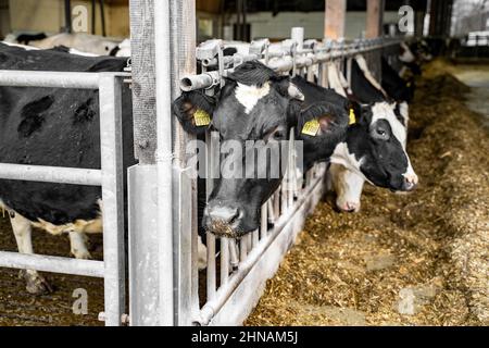 Saubere, schwarze Kuh mit weißen Flecken, mit gelbem Etikett am Ohr frisst Heu Stockfoto