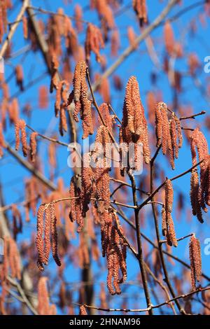 Filbert, Lambertshasel, Corylus maxima Purpurea, csöves mogyoró, Budapest, Ungarn, Magyarország, Europa Stockfoto