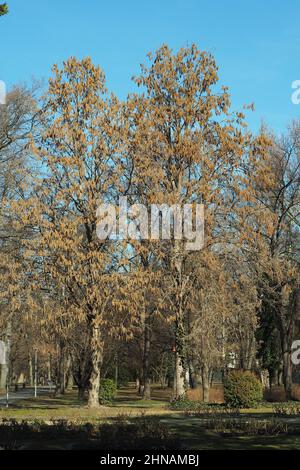 Türkisches Hasel oder türkisches Filbert, Baumhasel, Türkische Hasel, Türkische Haselnuss oder Byzantinische Hasel, török mogyoró, Corylus colurna, Ungarn Stockfoto