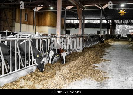 Säubern Sie schwarze Kühe mit weißen Flecken, mit gelbem Etikett am Ohr, das Heu frisst Stockfoto