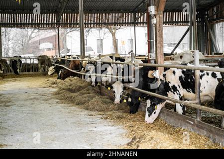 Säubern Sie schwarze Kühe mit weißen Flecken, mit gelbem Etikett am Ohr, das Heu frisst Stockfoto