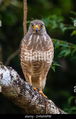 Roadside Hawk thront von vorne Stockfoto