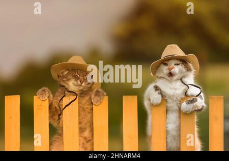 Zwei lustige Katzen sitzen in Cowboyhüten auf einem Zaun in einem Dorf Stockfoto