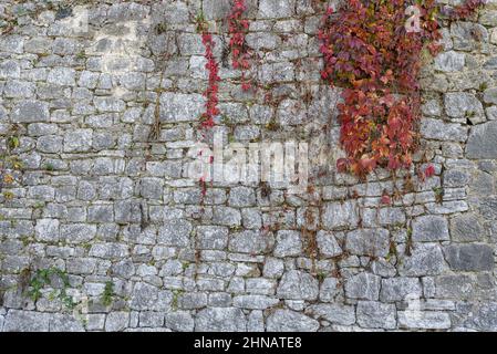 Kleiner roter Efeu-Kriechgang an der alten Burgsteinmauer Stockfoto