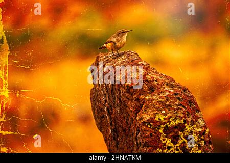 Bird on Paper - Dies ist ein kleiner Vogel, der auf einem Felsen am Aussichtspunkt des Monitor Pass thront. Stockfoto