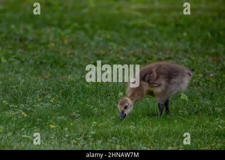 Gänsebaby beim Essen im Gras in der Nähe des Jerusalemer Teichs. Stockfoto