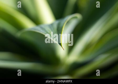 Agave attenuata, Details der Natur, Fuchsschwanzpflanze, Makrofotografie. Stockfoto