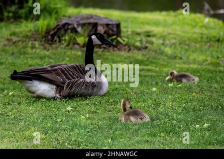 Mutter Gans und ihre Küken ruhen an einem sonnigen Tag im Schatten. Aufgenommen am Jerusalem Pond, St. Croix Falls, WI. Stockfoto