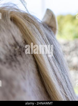 Nahaufnahme Mähne von Pferd, im Freien, weiße Lusitano Stute. Stockfoto