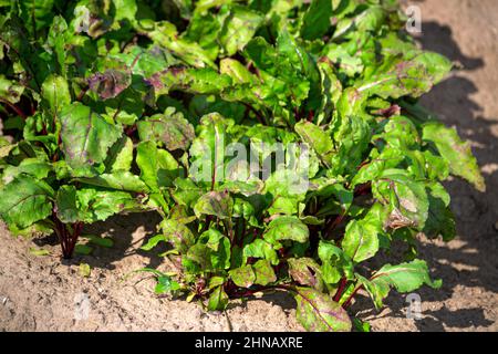 Junge Bio-Rüben wachsen in einem Gartenbett im Dorf Stockfoto