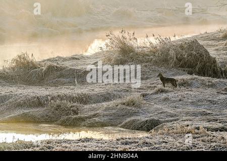 Coyote, in der Nähe des Alouette River, Maple Ridge, British Columbia, Kanada Stockfoto