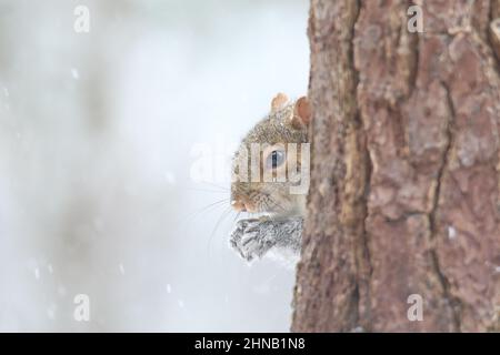 Östliches graues Eichhörnchen Sciurus carolinensis an einem verschneiten Tag im Winter Stockfoto