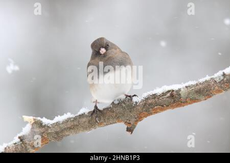 Dunkeläugige junco-Weibchen, die im Winterschnee barschen Stockfoto