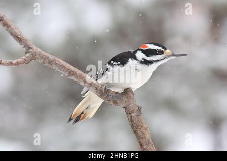 Männlicher Hairy-Specht Picoides villosus, der in einem Winterschneesturm auf einem Ast hält Stockfoto