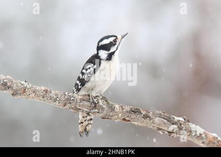 Der weibliche Specht Picoides pubescens in einem Winterschneesturm Stockfoto