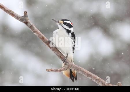 Männlicher Hairy-Specht Picoides villosus, der in einem Winterschneesturm auf einem Ast hält Stockfoto