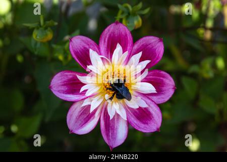 Bienen sammeln Pollen aus dem Zentrum der rosa und weißen Dahlien Stockfoto