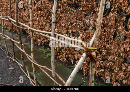 Natürlicher Pflanzenstützrahmen neben einer Buchenhecke im Winter. Die Stützen bestehen aus miteinander verbundenen Ästen. Stockfoto