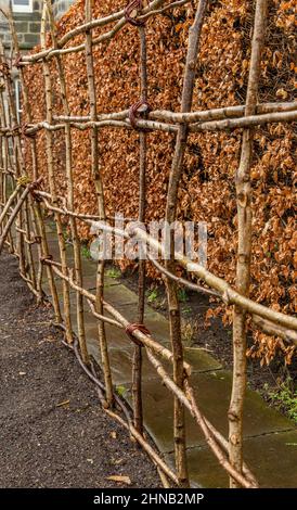 Natürlicher Pflanzenstützrahmen neben einer Buchenhecke im Winter. Die Stützen bestehen aus miteinander verbundenen Ästen. Stockfoto